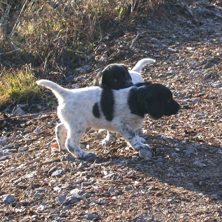 wuf6 14